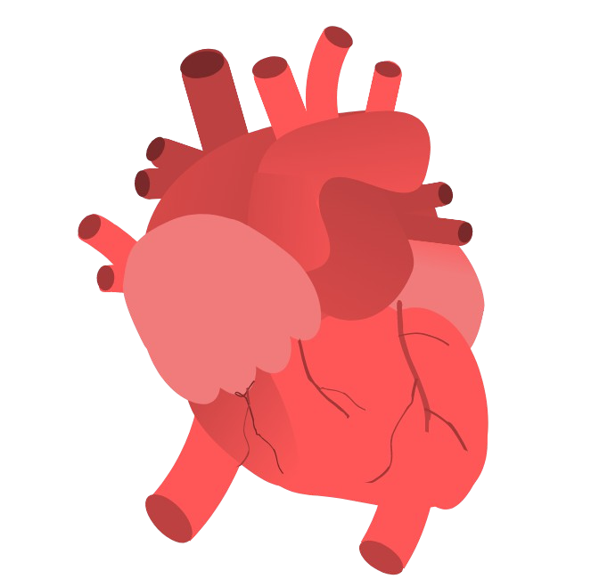 img cartoon drawing of human heart